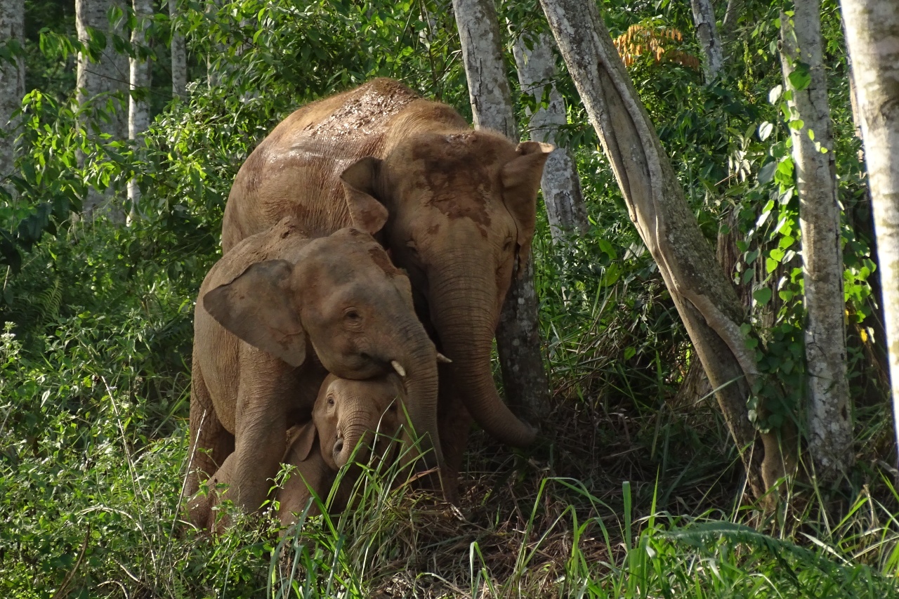 Bornean elephants