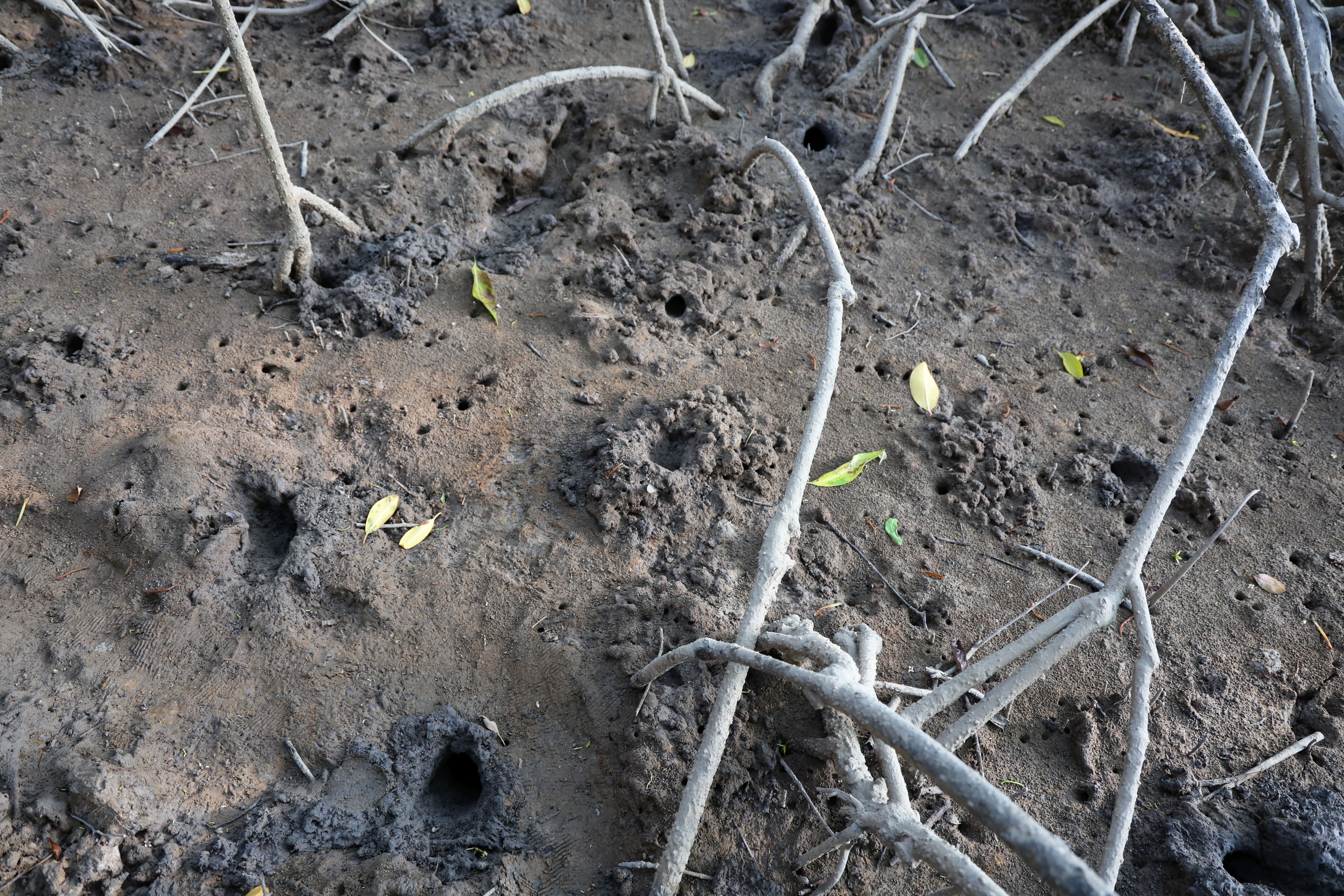Crab burrows in monitoring plot.