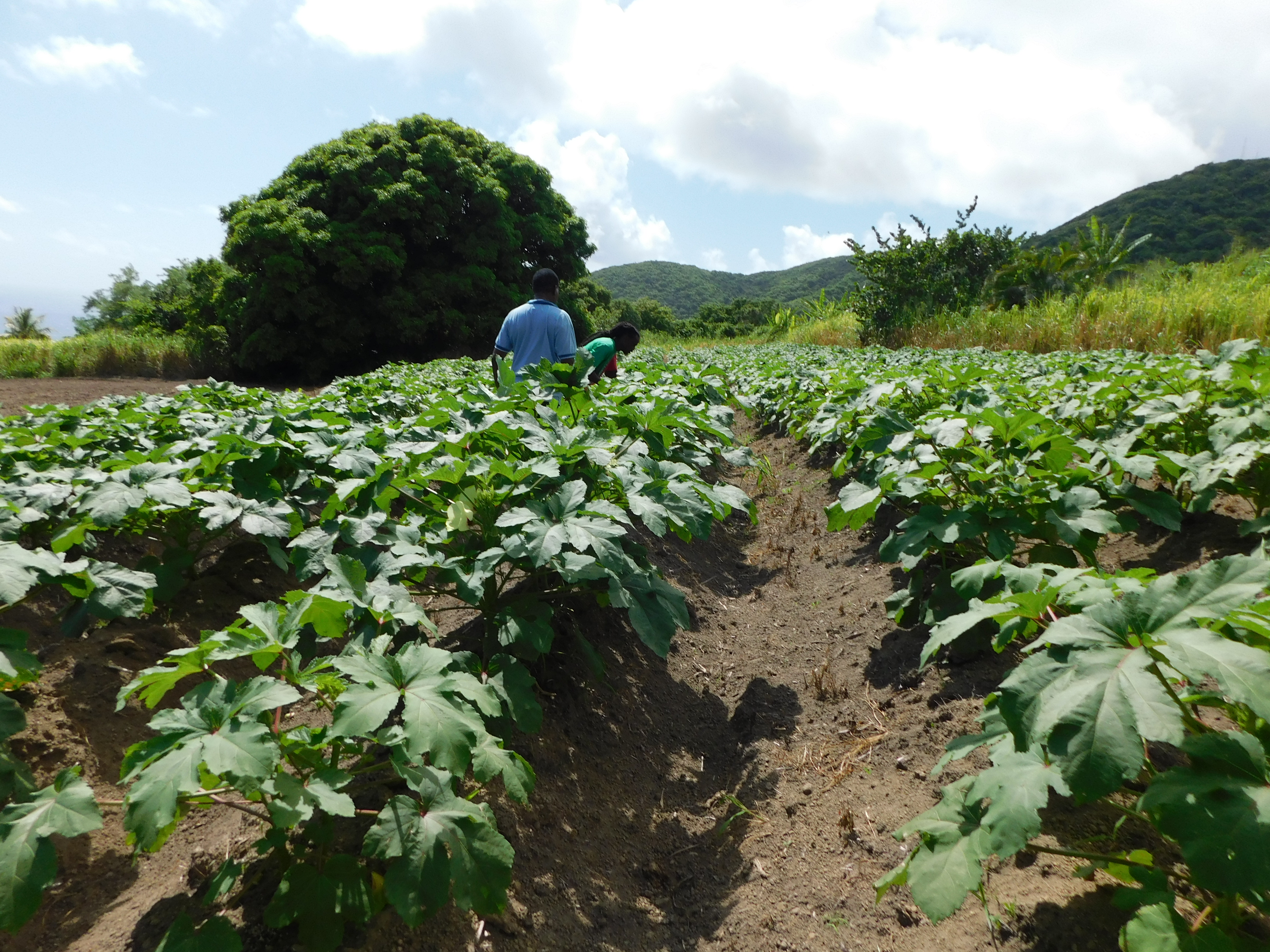 Two people in a crops fields in St. Kitts and Nevis
