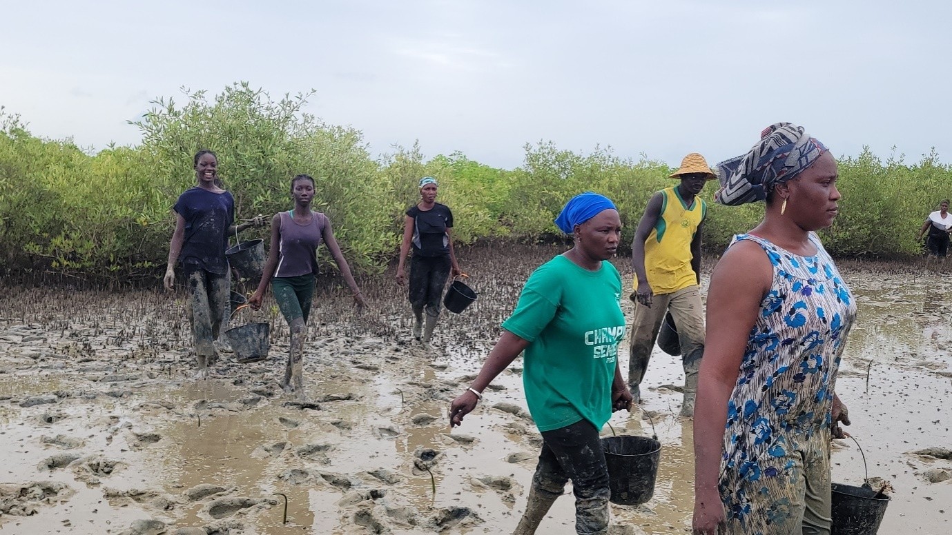 Des femmes engagées revitalisent les mangroves du Delta du Sine-Saloum et de la Casamance, préservant ainsi la biodiversité et renforçant la résilience des communautés locales