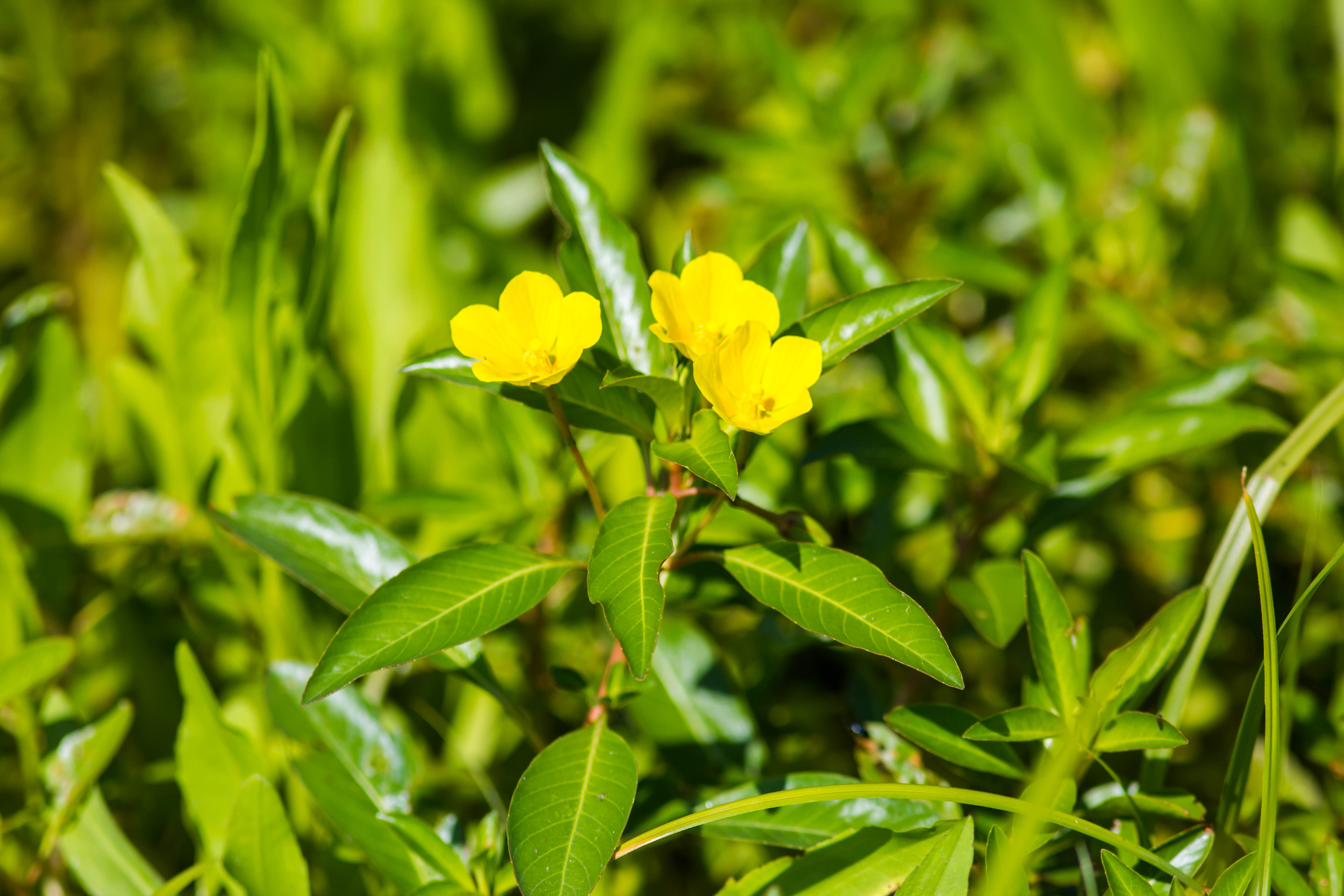 Floating primrose willow (cc by 2.0) Cricketsblog via Wikimedia