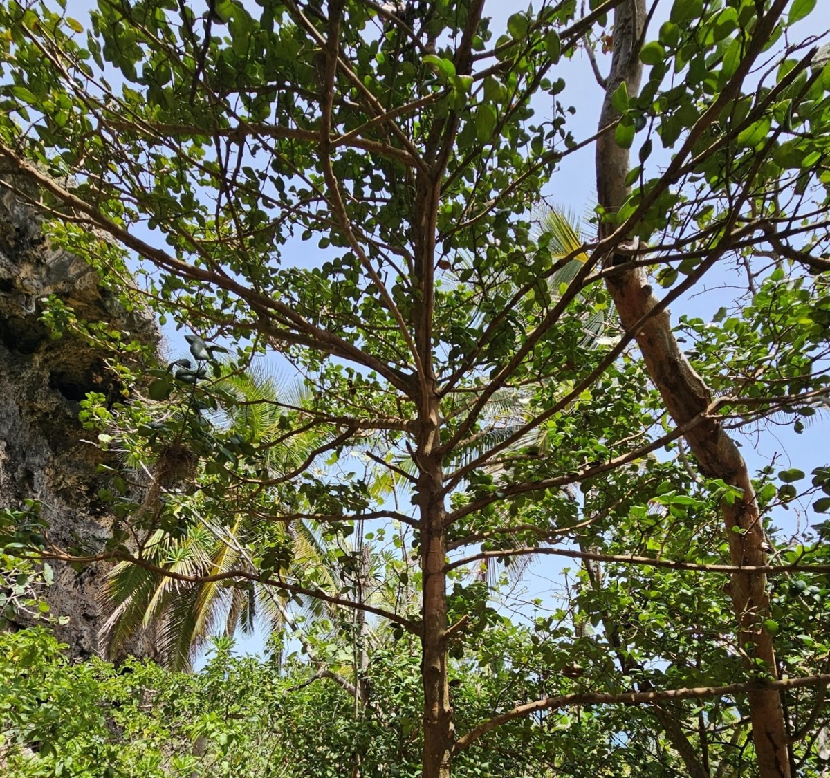 Palo de Cruz (Garcinia portoricensis)