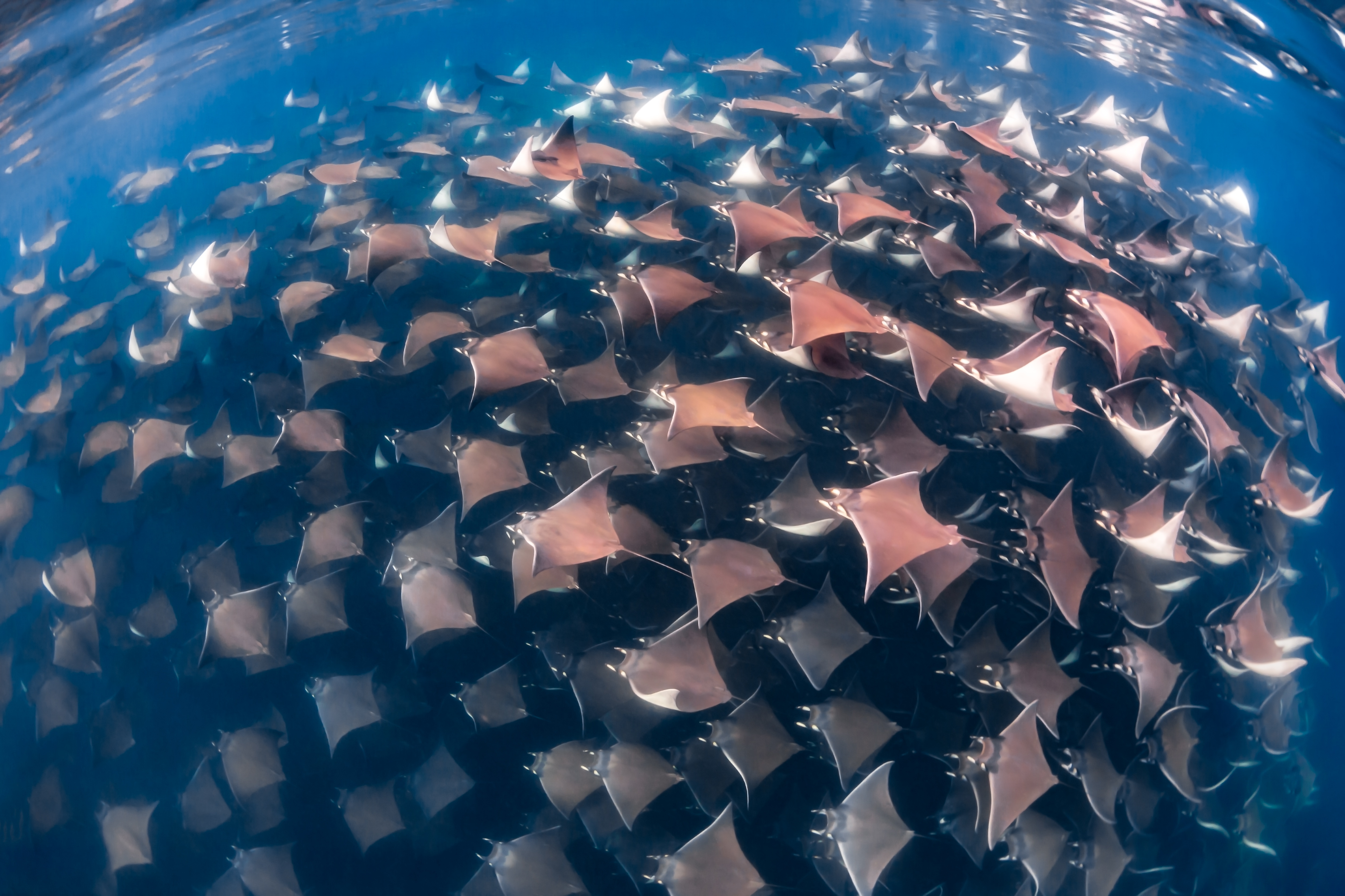 Mobula rays