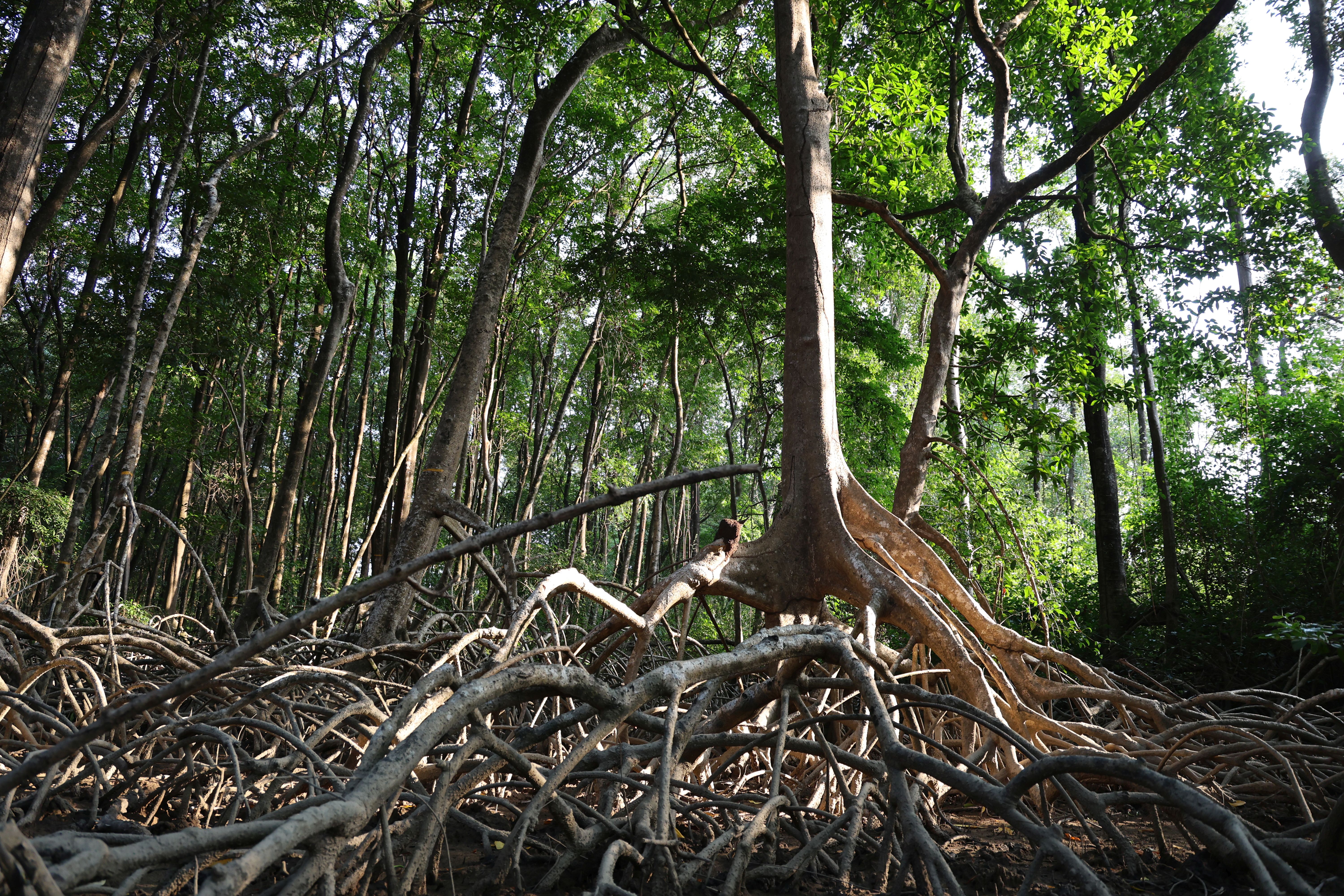 Mangrove monitoring plot in Soure.