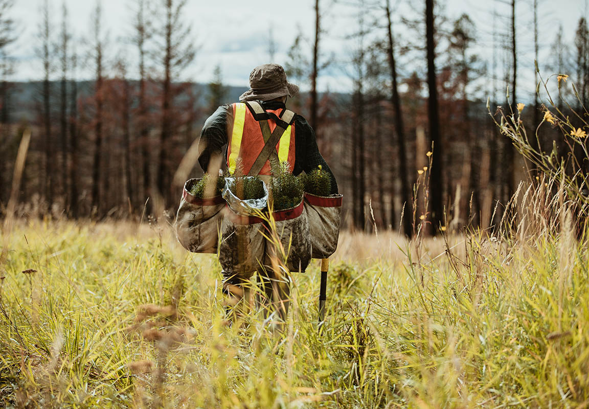 Forest restoration worker
