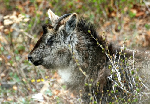 Long-tailed Goral (Naemorhedus caudatus) © ivanseryodkin –  (CC BY-NC)