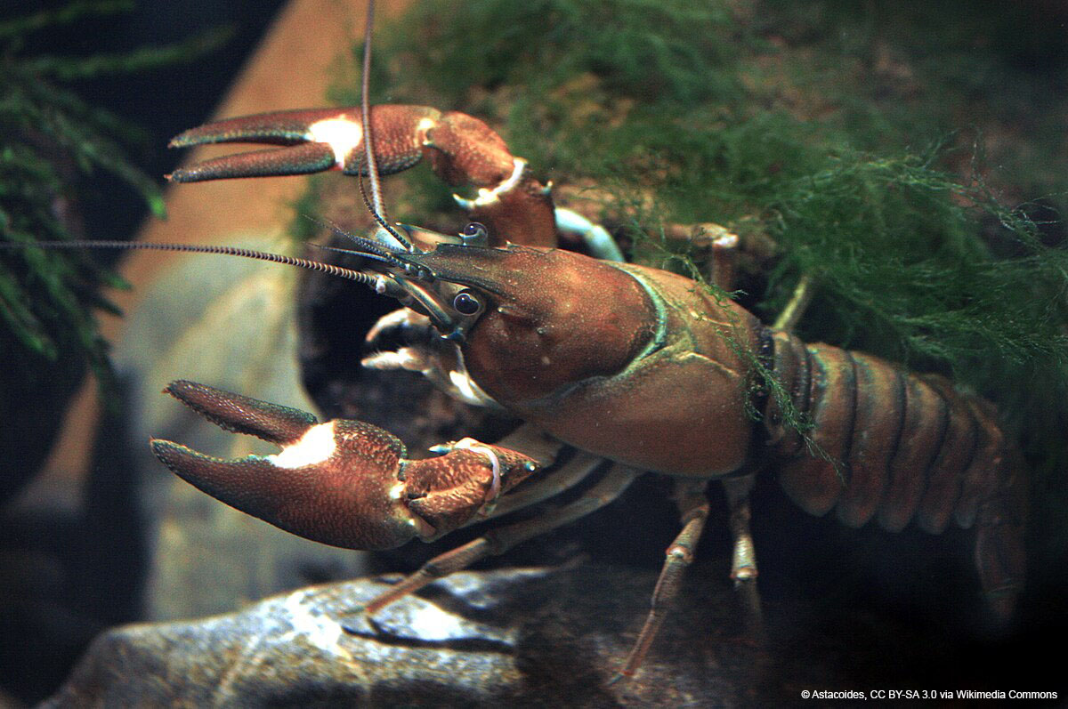 crayfish