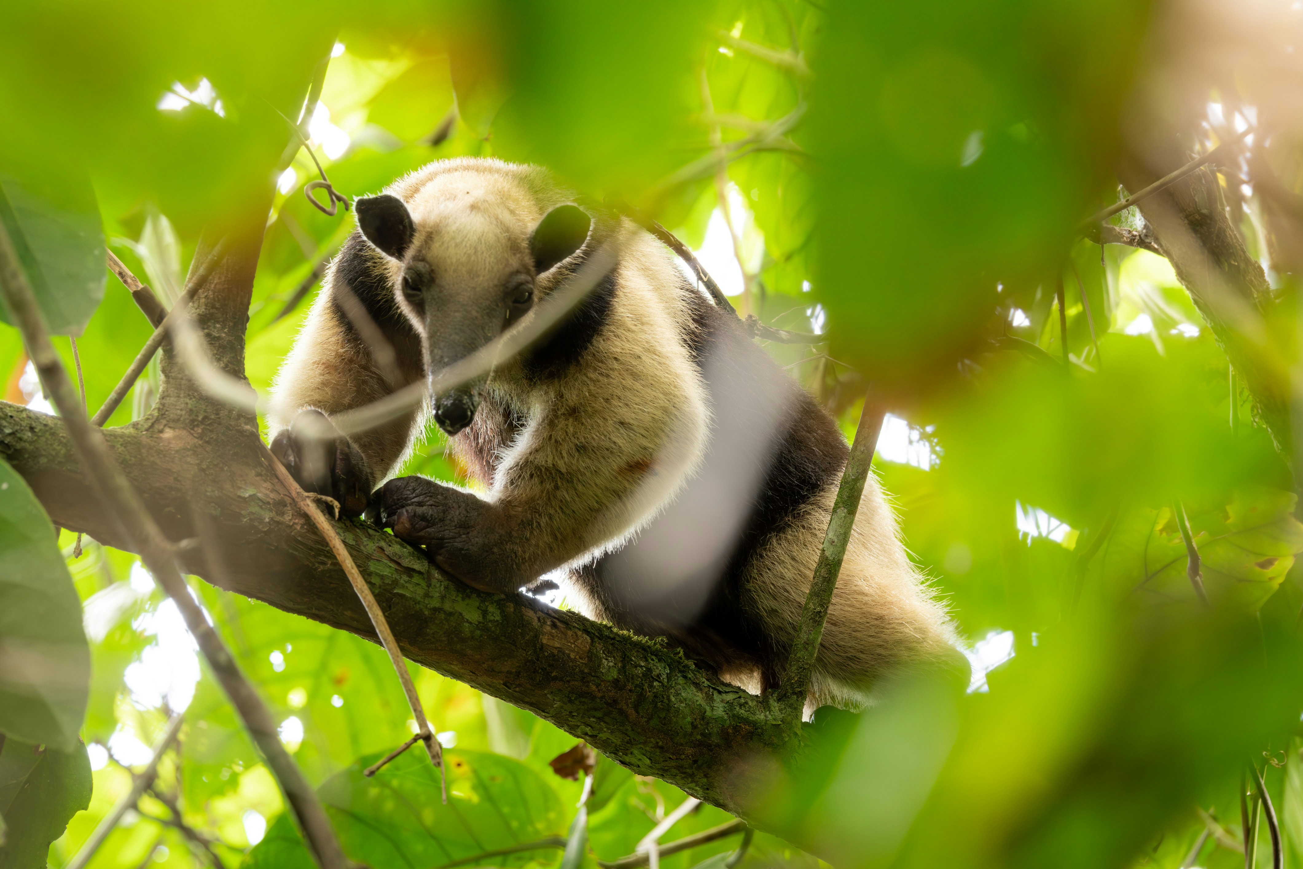 Anteater in tree