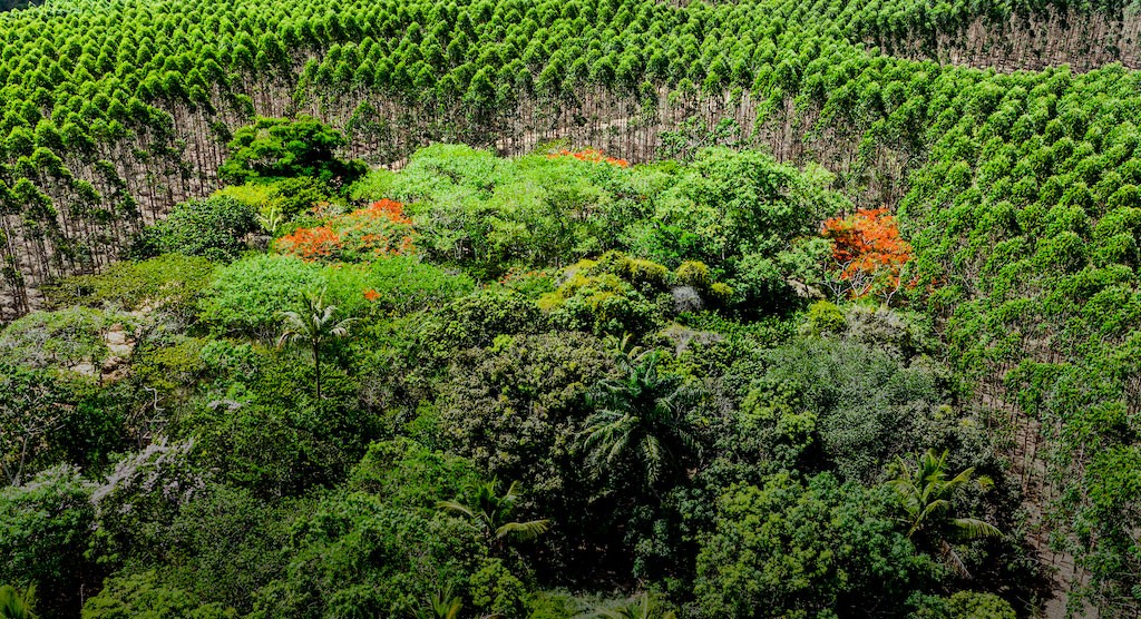 Eucalyptus mosaic plantations 