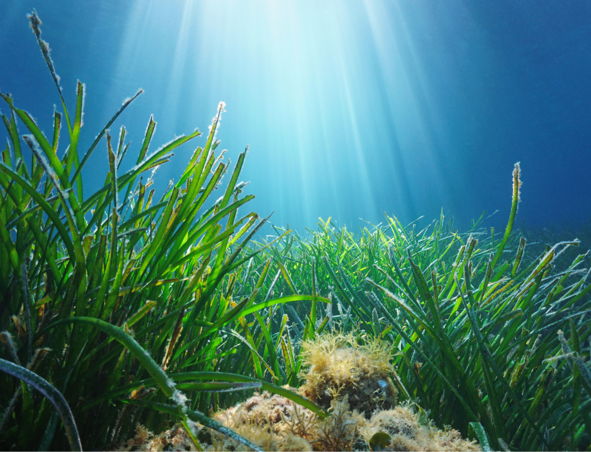 Posidonia oceanica, seagrass meadow underwater with natural sunlight