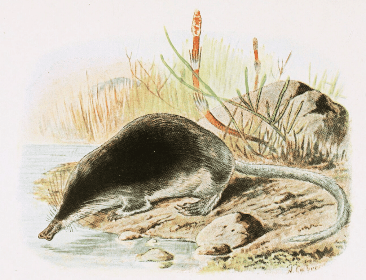 Illustration of the Iberian Desman